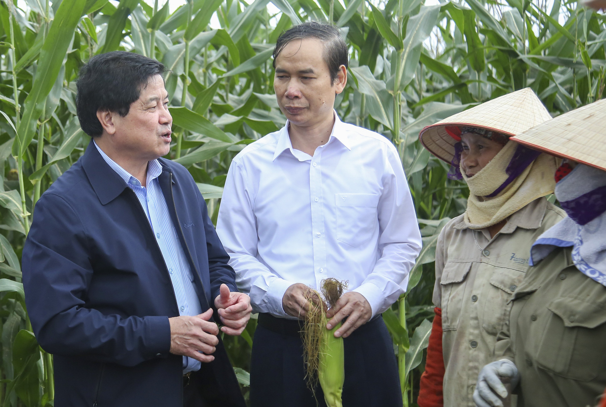 Trồng ngô sinh khối: Nhanh thu hoạch, dễ tiêu thụ - Ảnh 1.