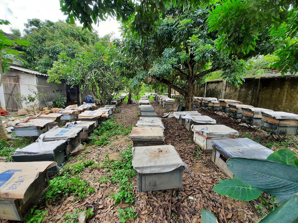 Điện Biên: Xây dựng thương hiệu mật ong đạt tiêu chuẩn 4 sao OCOP - Ảnh 1. Điện Biên: Xây dựng thương hiệu mật ong đạt tiêu chuẩn 4 sao OCOP - Ảnh 1.