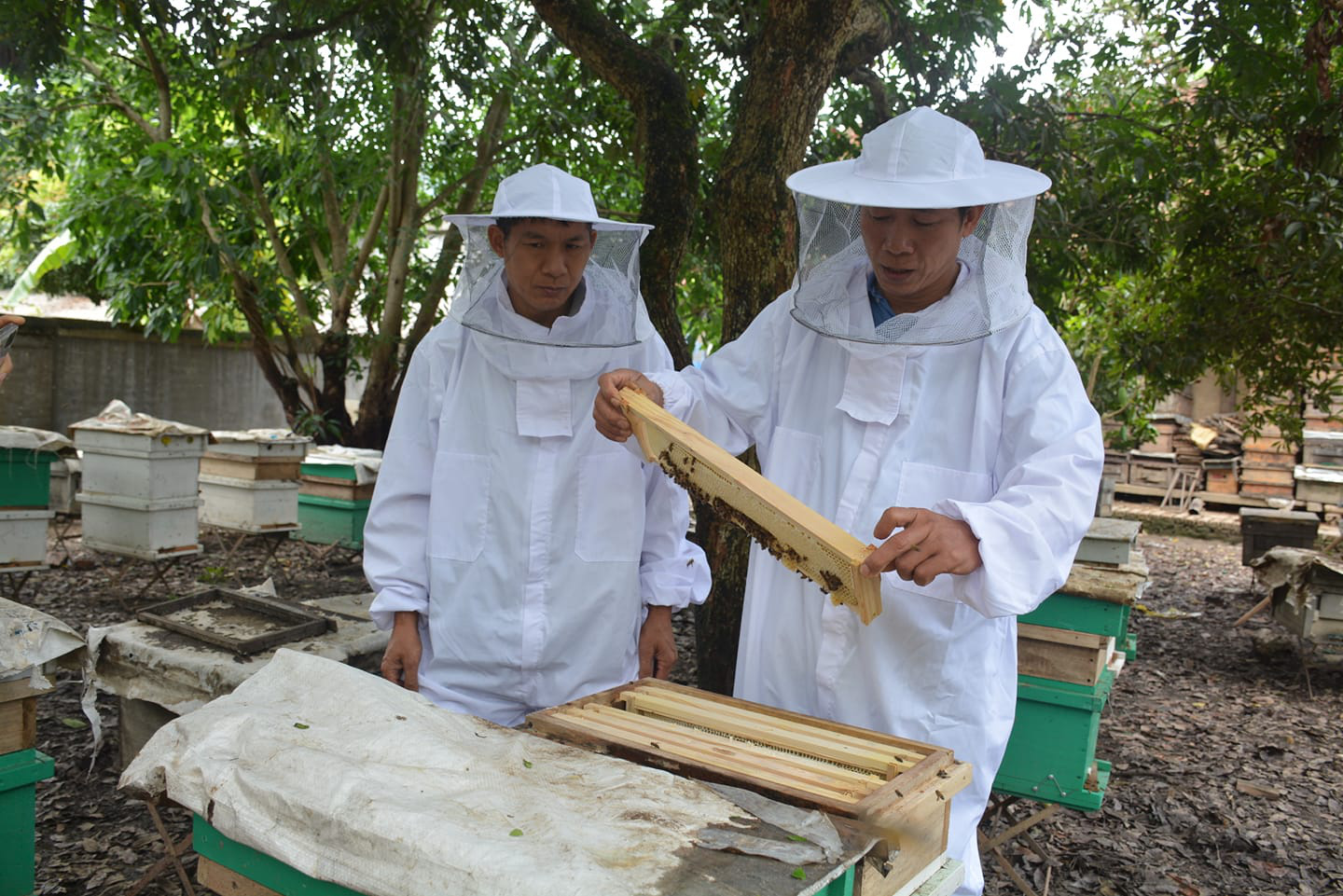 Điện Biên: Xây dựng thương hiệu mật ong đạt tiêu chuẩn 4 sao OCOP - Ảnh 7. Điện Biên: Xây dựng thương hiệu mật ong đạt tiêu chuẩn 4 sao OCOP - Ảnh 7.