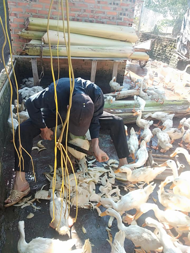Giá gia cầm hôm nay 7/11: Doanh nghiệp đồng loạt tăng giá thức ăn, người nuôi xoay sở chật vật để &quot;cắt lỗ&quot; - Ảnh 1.