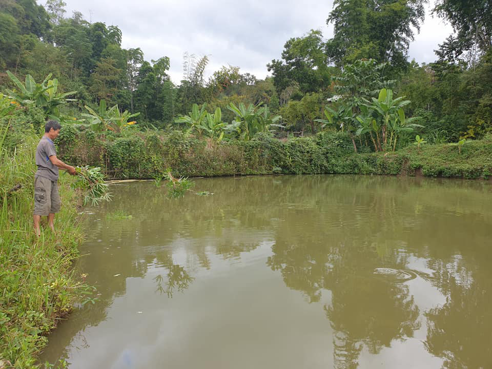 Điện Biên: Lão nông nuôi lợn gà, thả cá, trồng đủ thứ cây ăn quả thế là khấm khá - Ảnh 3.