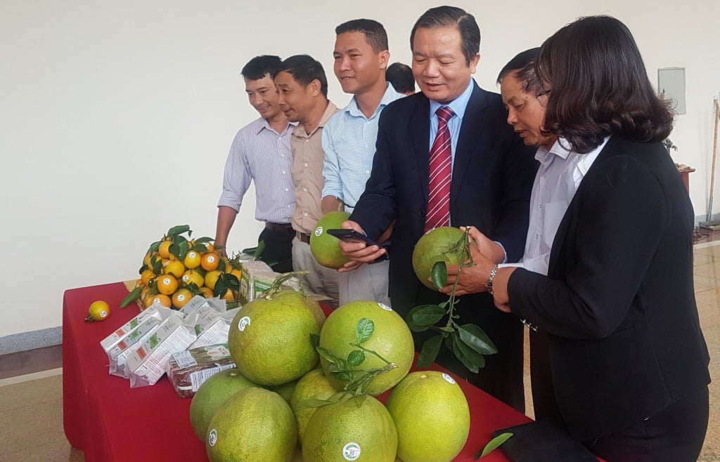 Phát triển cây có múi ở các tỉnh phía Bắc: Nhà nông cần lưu ý 5 bài học  - Ảnh 1.