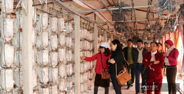 Hà Nội: Trai trẻ là kỹ sư điện về quê trồng loài nấm gì mà bán 750.000 đồng/hộp, ai cũng muốn đến xem thử - Ảnh 4.