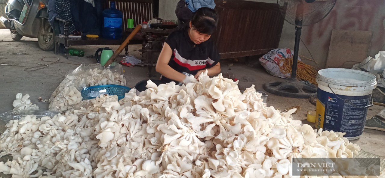 Hà Nội: Trai trẻ là kỹ sư điện về quê trồng loài nấm gì mà bán 750.000 đồng/hộp, ai cũng muốn đến xem thử - Ảnh 3.
