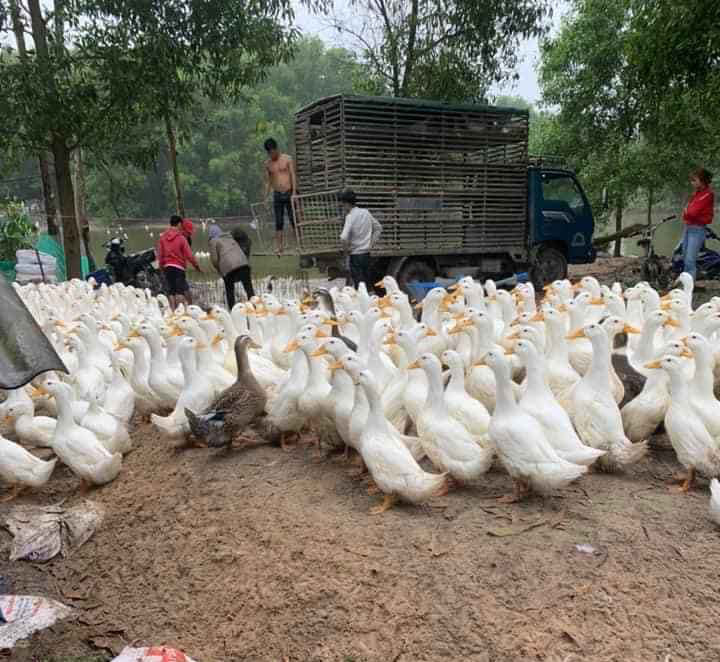 Giá gia cầm hôm nay 11/12: Vịt trắng cao nhất 30.000 đồng/kg, gà công nghiệp bán chậm - Ảnh 1.