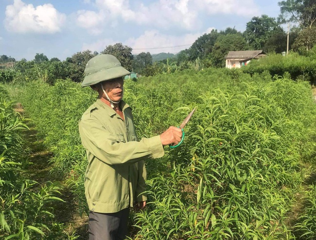 Có vốn trong tay, nông dân tự  tin làm ăn lớn - Ảnh 1.