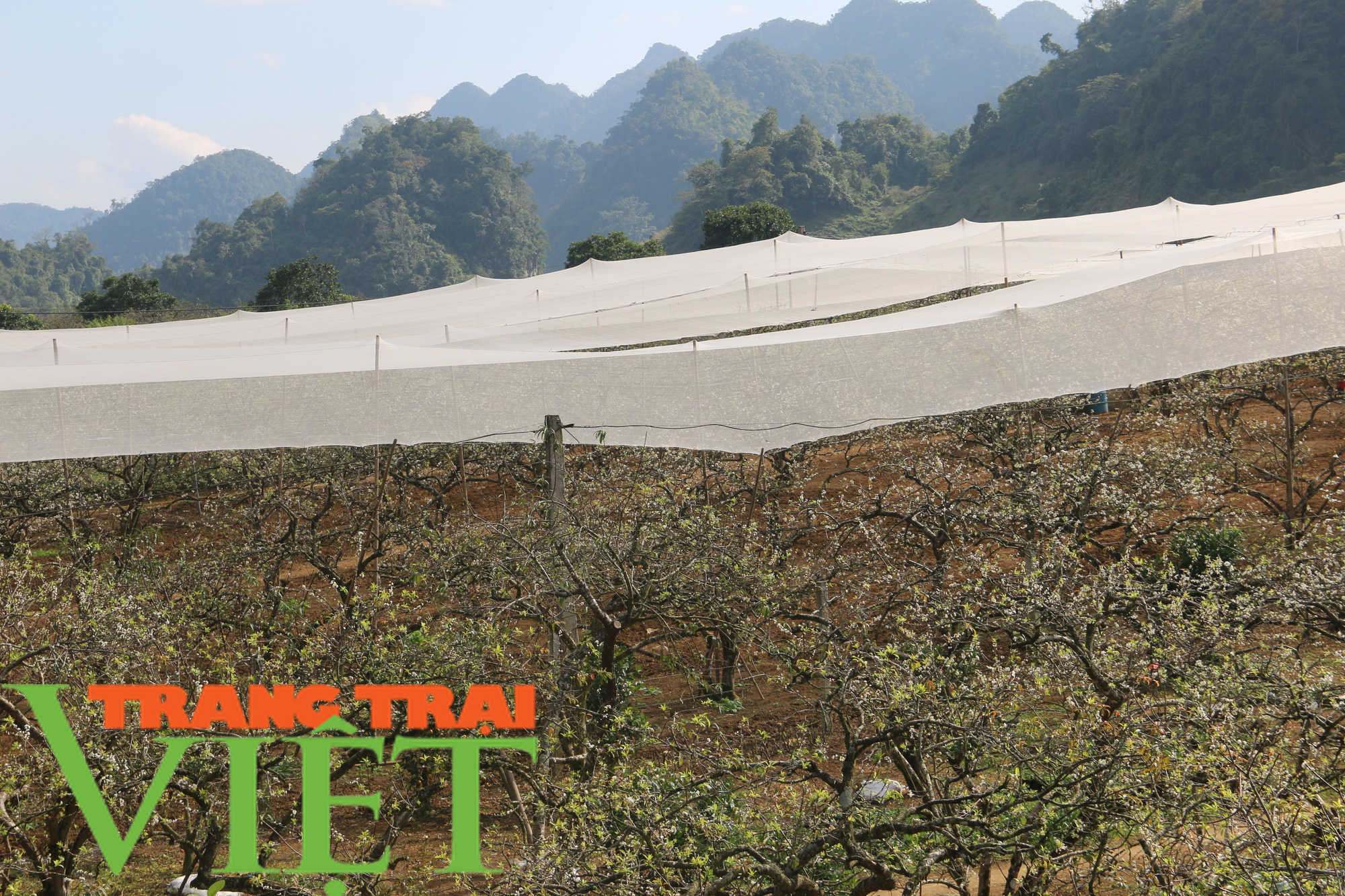 Nhiệt độ tụt sâu, người dân vùng cao co ro trong giá lạnh - Ảnh 10. Nhiệt độ tụt sâu, người dân vùng cao co ro trong giá lạnh - Ảnh 10.