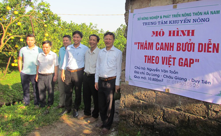 Bưởi thế chân lúa, hiệu quả gấp 4-8 lần - Ảnh 1. Bưởi thế chân lúa, hiệu quả gấp 4-8 lần - Ảnh 1.