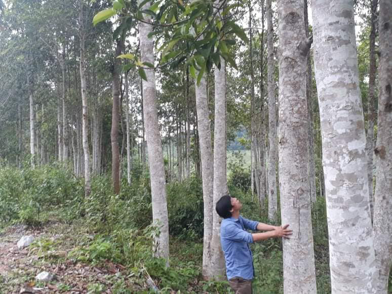 Điện Biên: Người dân xã Mường Toong nỗ lực bảo vệ rừng - Ảnh 1. Điện Biên: Người dân xã Mường Toong nỗ lực bảo vệ rừng - Ảnh 1.