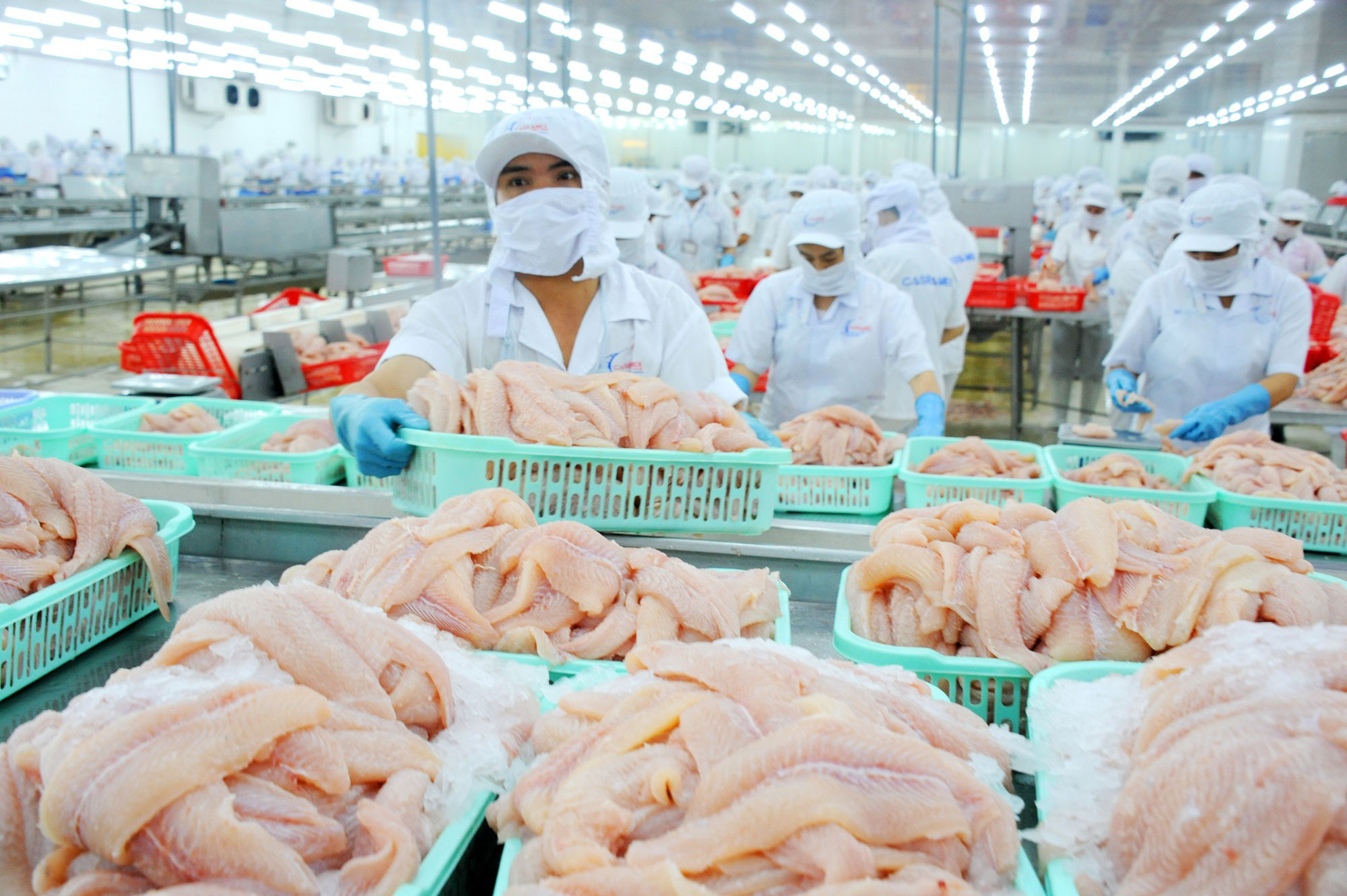 Xuất khẩu cá tra sang Trung Quốc: Vừa khởi sắc đã gặp khó - Ảnh 1.