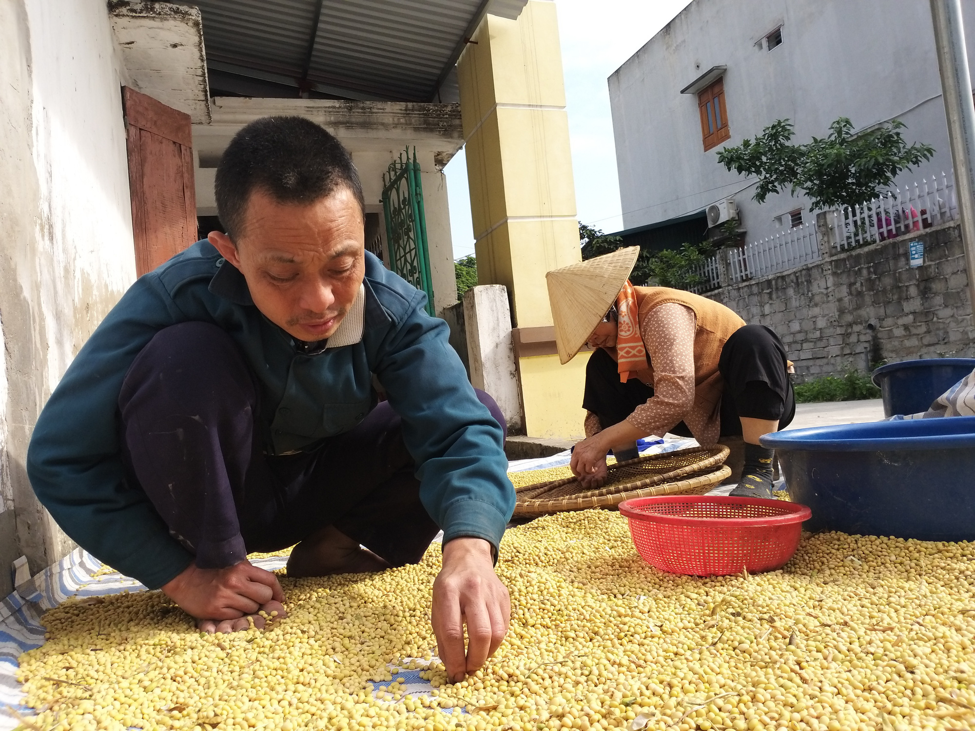 Lạ: Dân núi Đọi trồng thứ đỗ lười biếng, chưa đến ngày thu thương lái đã đến tận nhà đòi mua cả thân lẫn hạt - Ảnh 4. Lạ: Dân núi Đọi trồng thứ đỗ lười biếng, chưa đến ngày thu thương lái đã đến tận nhà đòi mua cả thân lẫn hạt - Ảnh 4.