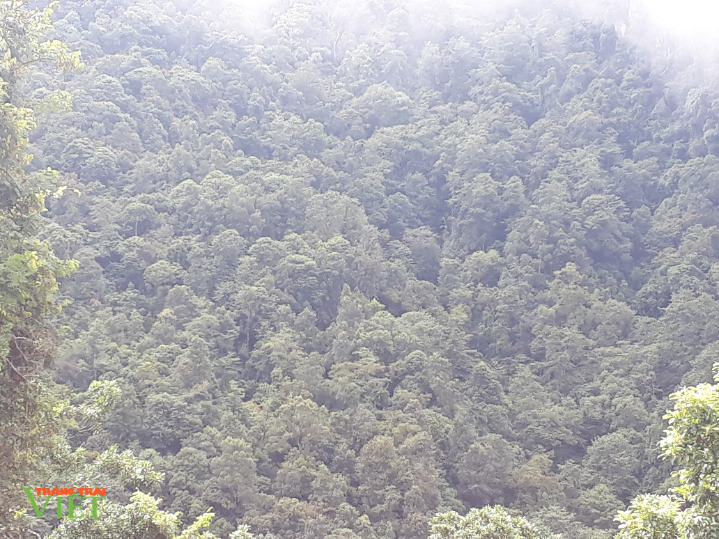 Rừng Lai Châu thêm xanh nhờ chính sách - Ảnh 4. Rừng Lai Châu thêm xanh nhờ chính sách - Ảnh 4.