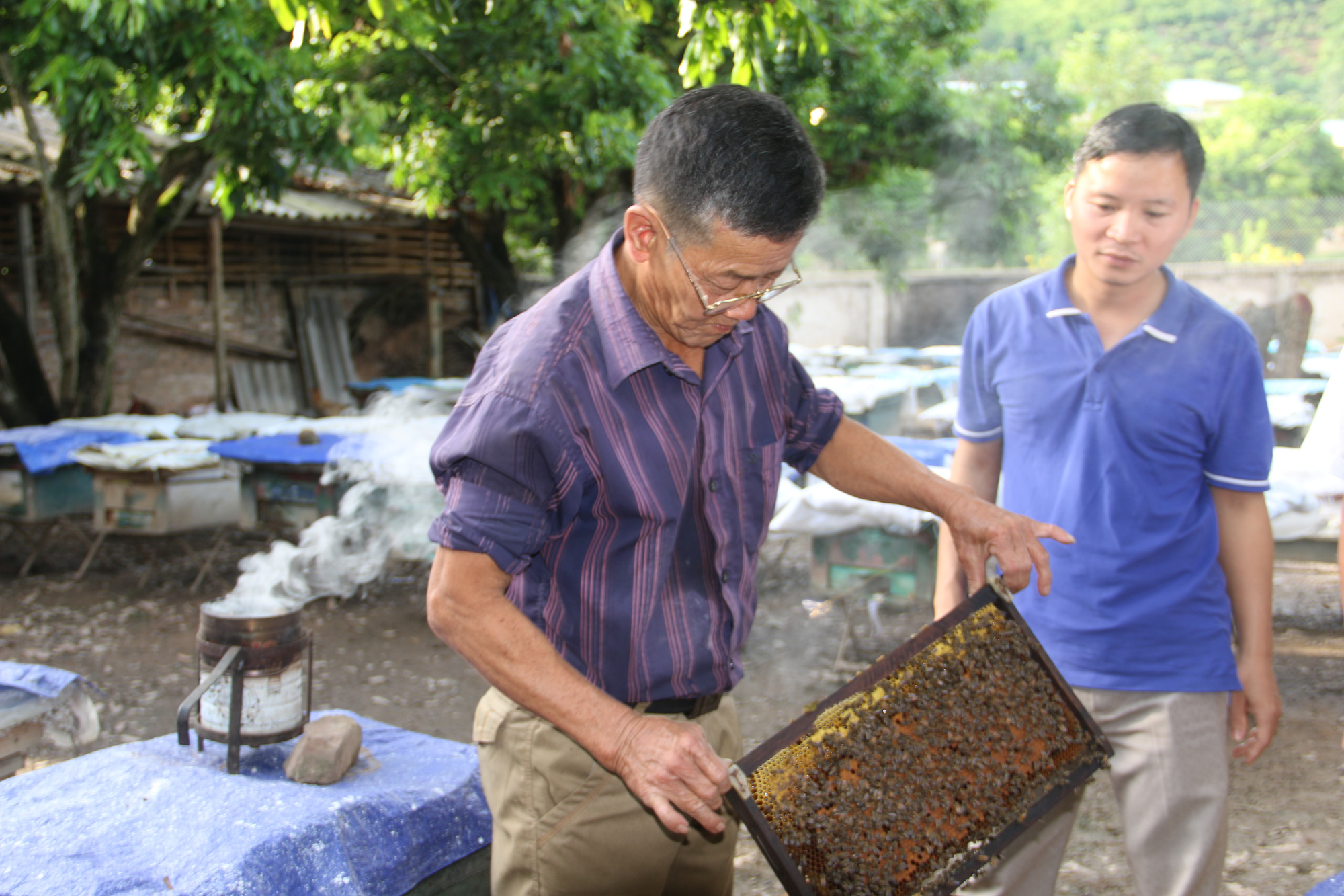Lão nông biến “đoàn quân” ong thành... máy in tiền - Ảnh 2.