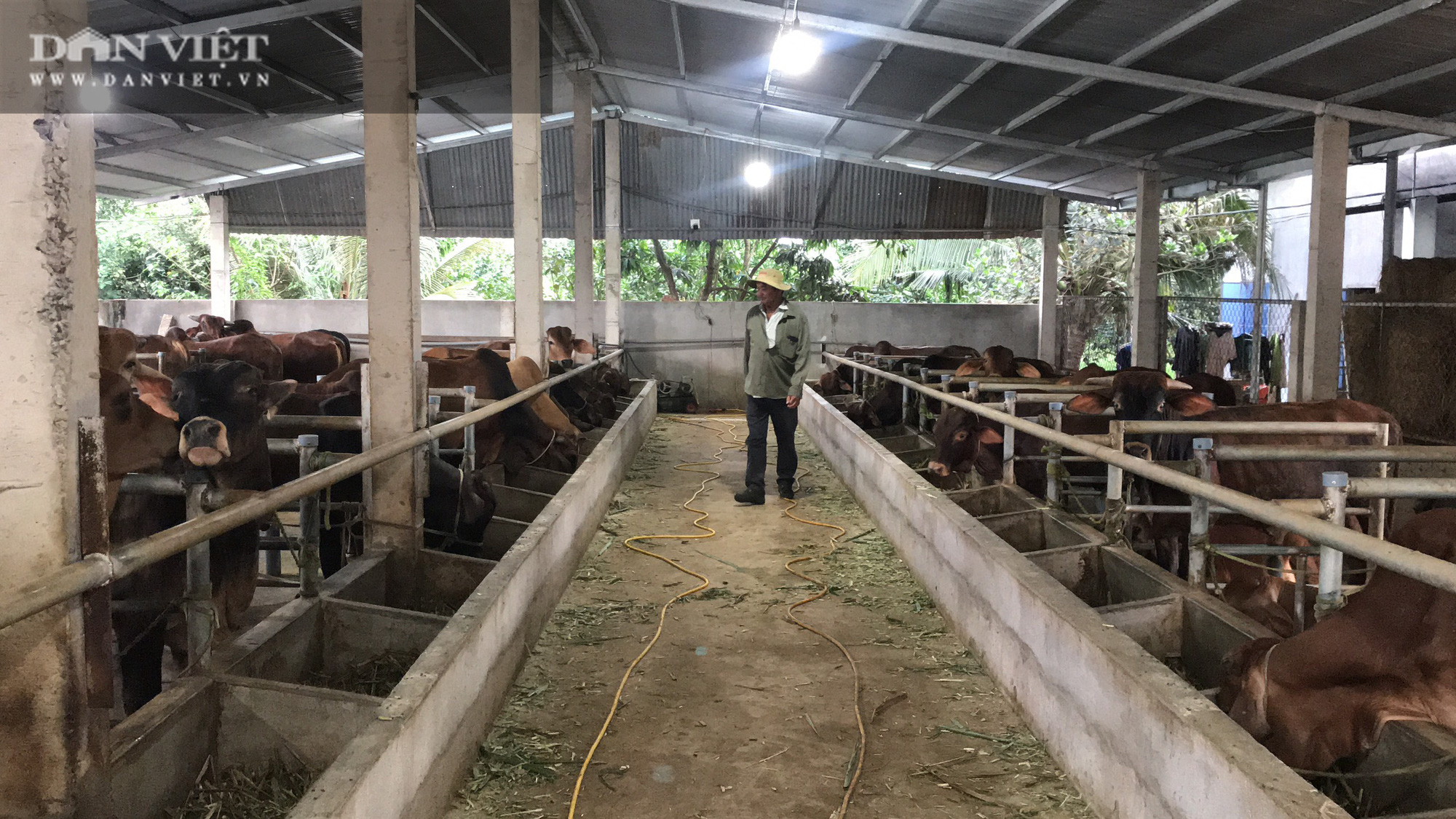 Nuôi 400 con bò, 1 nông dân tiết kiệm gần 1 tỷ mua phân - Ảnh 2.