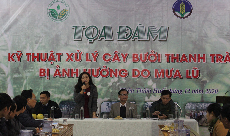 Khôi phục vườn cây thanh trà sau mưa lũ  - Ảnh 1.