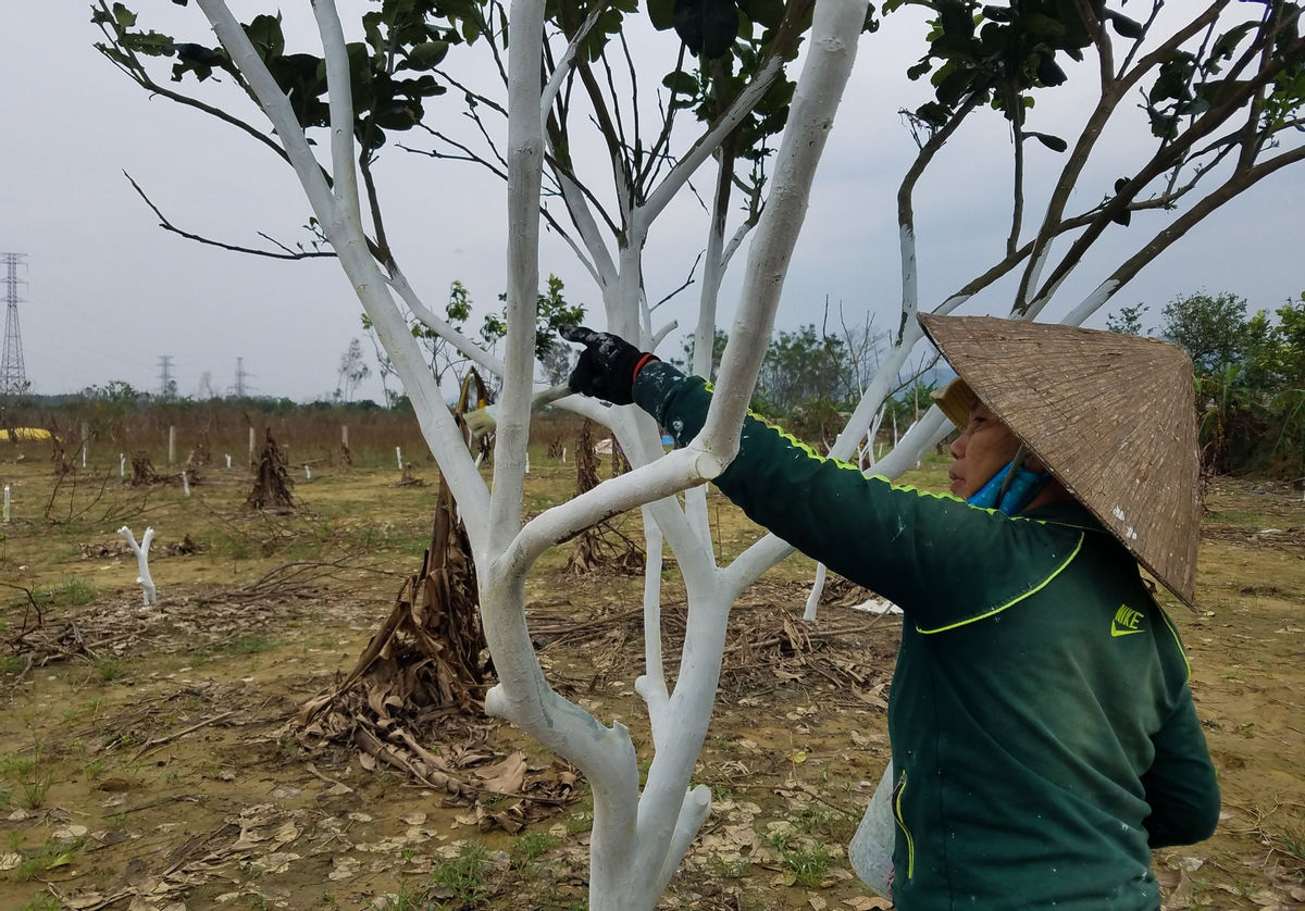 Chuyên gia bày cách vực lại những vườn cây thanh trà sau mưa lũ  - Ảnh 4.
