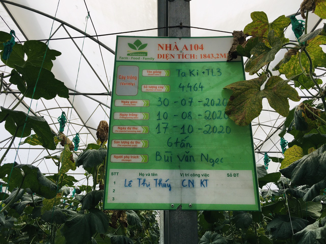 Nông dân cùng doanh nghiệp &quot;đan tay&quot; trồng dưa lưới thu lãi cao - Ảnh 6.