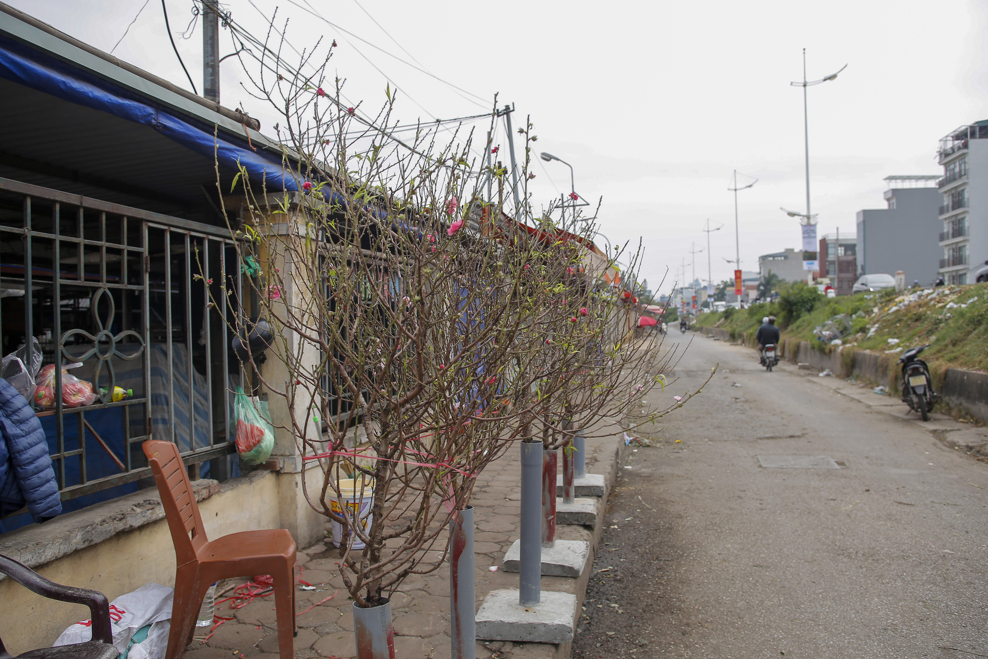 Đào Nhật Tân nở sớm xuống phố, người dân ngỡ như Tết Nguyên đán đang cận kề - Ảnh 4.