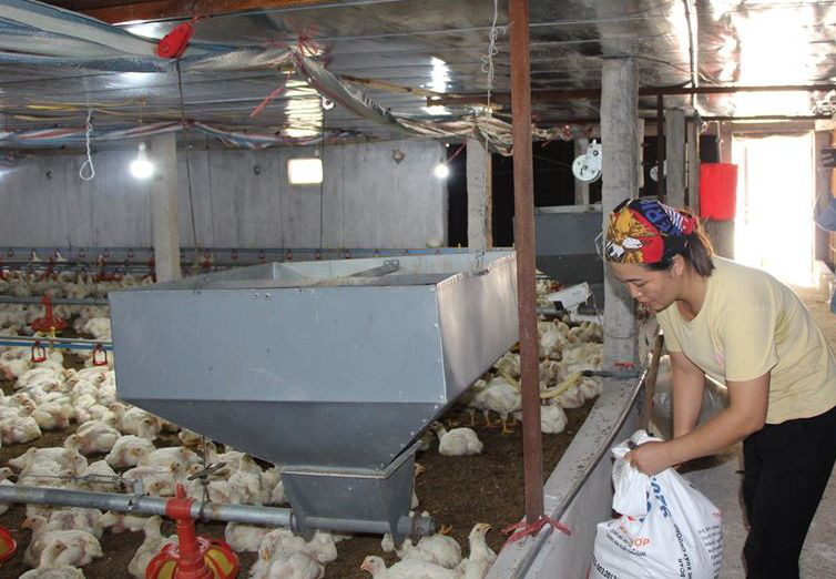 Giá gia cầm hôm nay 6/12: Giá gà công nghiệp ngấp nghé &quot;đầu 3&quot; - Ảnh 1.