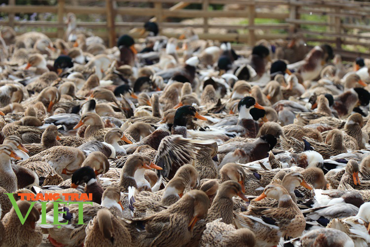 Hiệu quả phong trào nông dân thi đua sản xuất, kinh doanh giỏi ở Thuận Châu - Ảnh 3. Hiệu quả phong trào nông dân thi đua sản xuất, kinh doanh giỏi ở Thuận Châu - Ảnh 3.