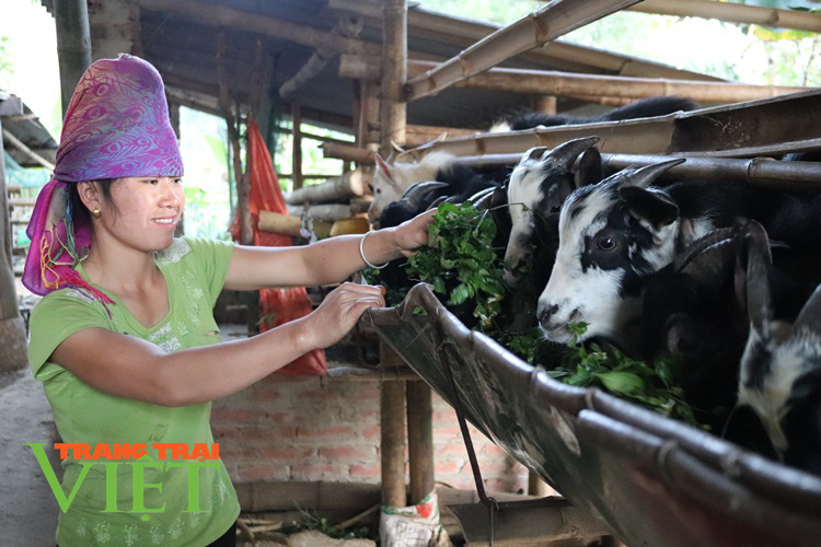 Hiệu quả phong trào nông dân thi đua sản xuất, kinh doanh giỏi ở Thuận Châu - Ảnh 2. Hiệu quả phong trào nông dân thi đua sản xuất, kinh doanh giỏi ở Thuận Châu - Ảnh 2.