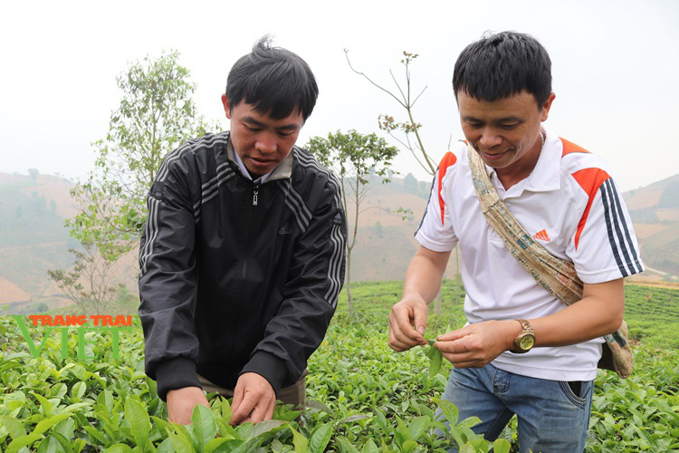 Hiệu quả phong trào nông dân thi đua sản xuất, kinh doanh giỏi ở Thuận Châu - Ảnh 4. Hiệu quả phong trào nông dân thi đua sản xuất, kinh doanh giỏi ở Thuận Châu - Ảnh 4.