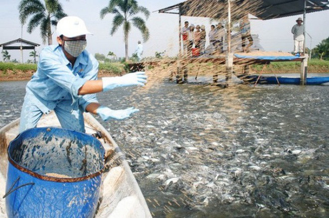 "Vua cá" Hùng Vương lý giải khoản lỗ 251 tỷ trong quý I/2020 - Ảnh 1. "Vua cá" Hùng Vương lý giải khoản lỗ 251 tỷ trong quý I/2020 - Ảnh 1.