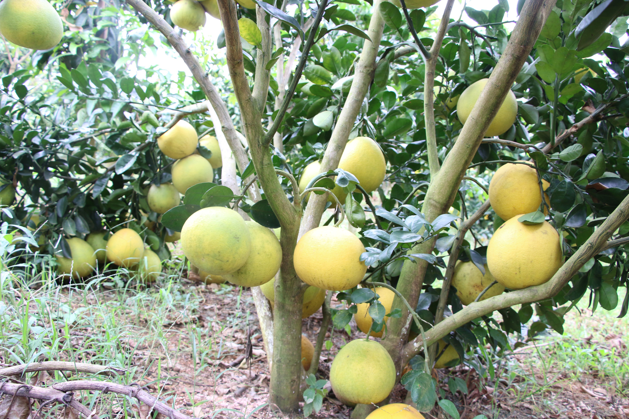 Nông dân Sơn La tích cực tham gia xây dựng nông thôn mới - Ảnh 6. Nông dân Sơn La tích cực tham gia xây dựng nông thôn mới - Ảnh 6.