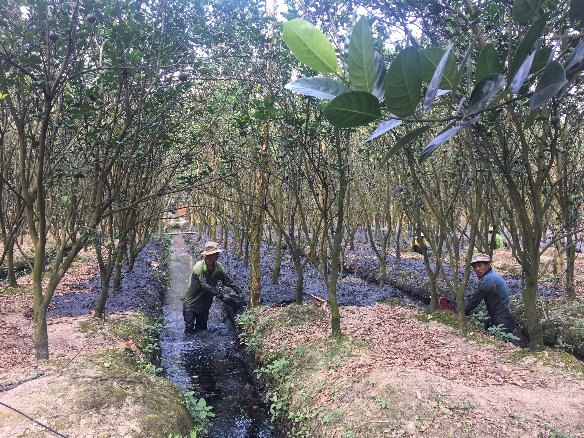 Vĩnh Long: Cả xóm cất nhà tường nhờ trồng cam trái vụ - Ảnh 2. Vĩnh Long: Cả xóm cất nhà tường nhờ trồng cam trái vụ - Ảnh 2.