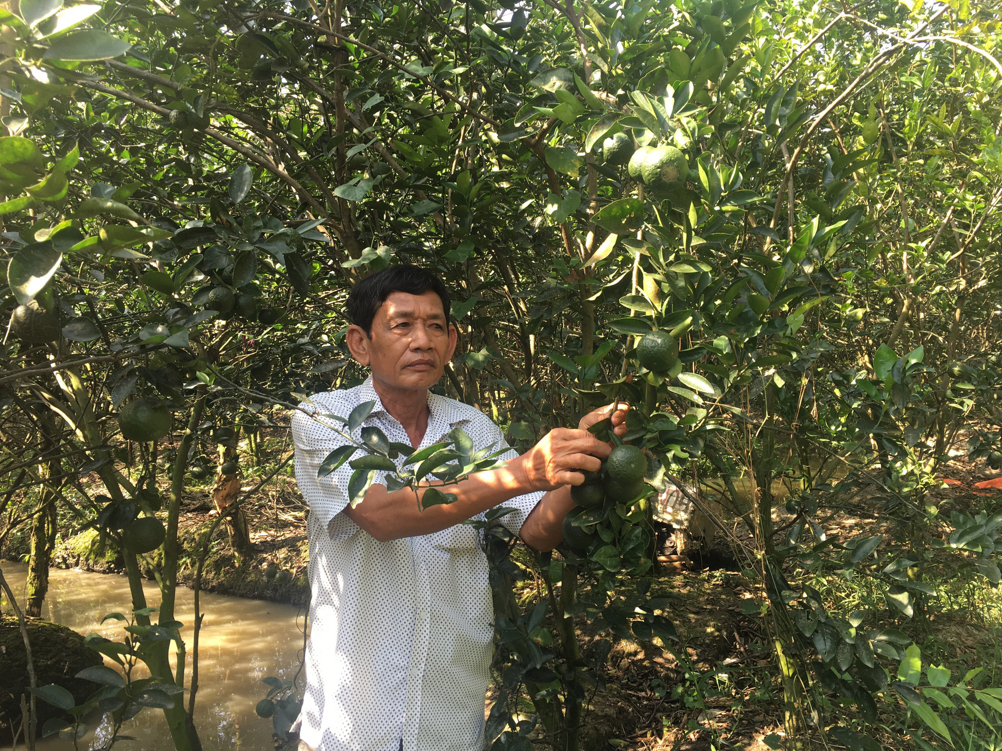 Vĩnh Long: Cả xóm cất nhà tường nhờ trồng cam trái vụ - Ảnh 1. Vĩnh Long: Cả xóm cất nhà tường nhờ trồng cam trái vụ - Ảnh 1.