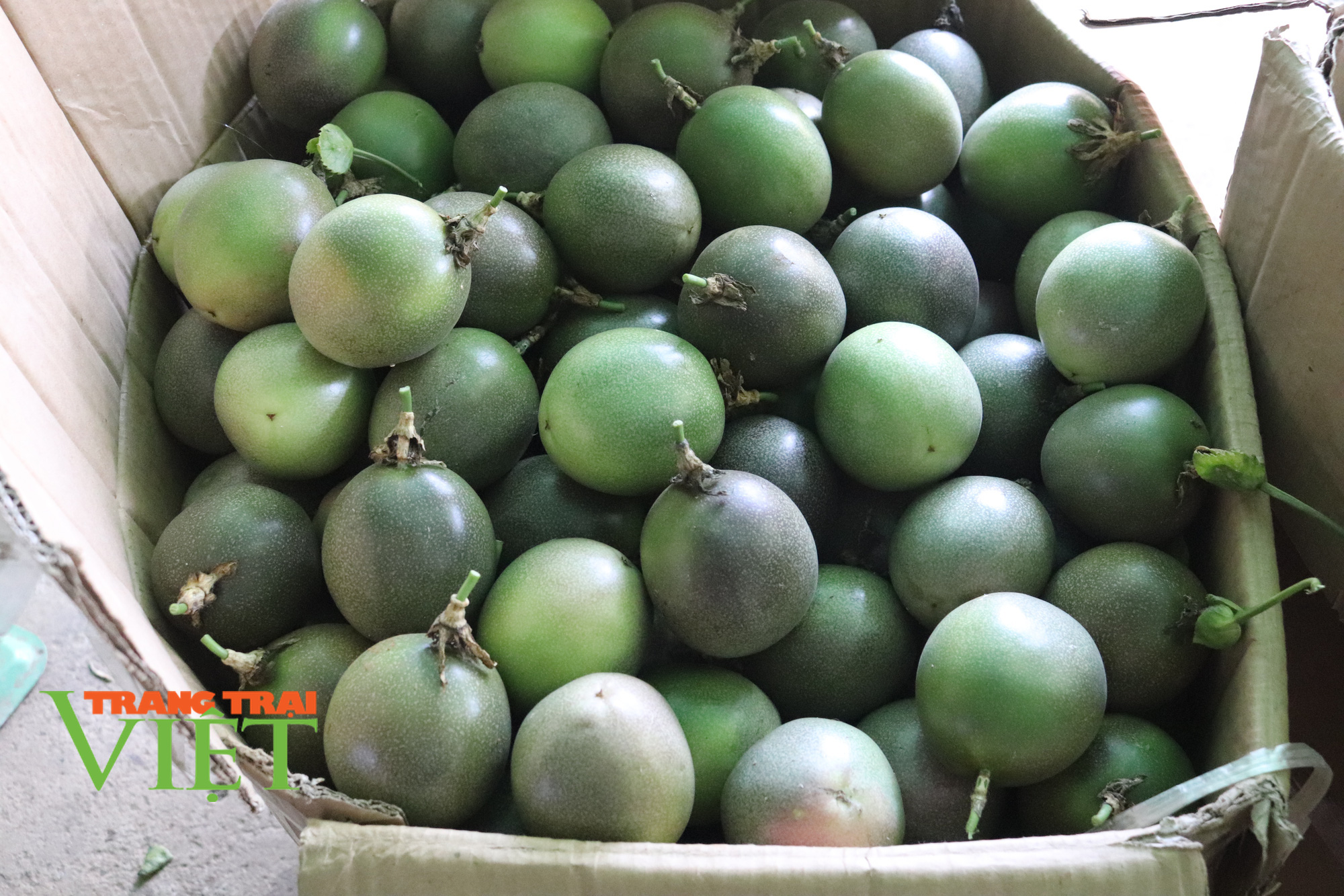 Năm mới, nói chuyện Nông thôn mới ở Thuận Châu - Ảnh 3. Năm mới, nói chuyện Nông thôn mới ở Thuận Châu - Ảnh 3.