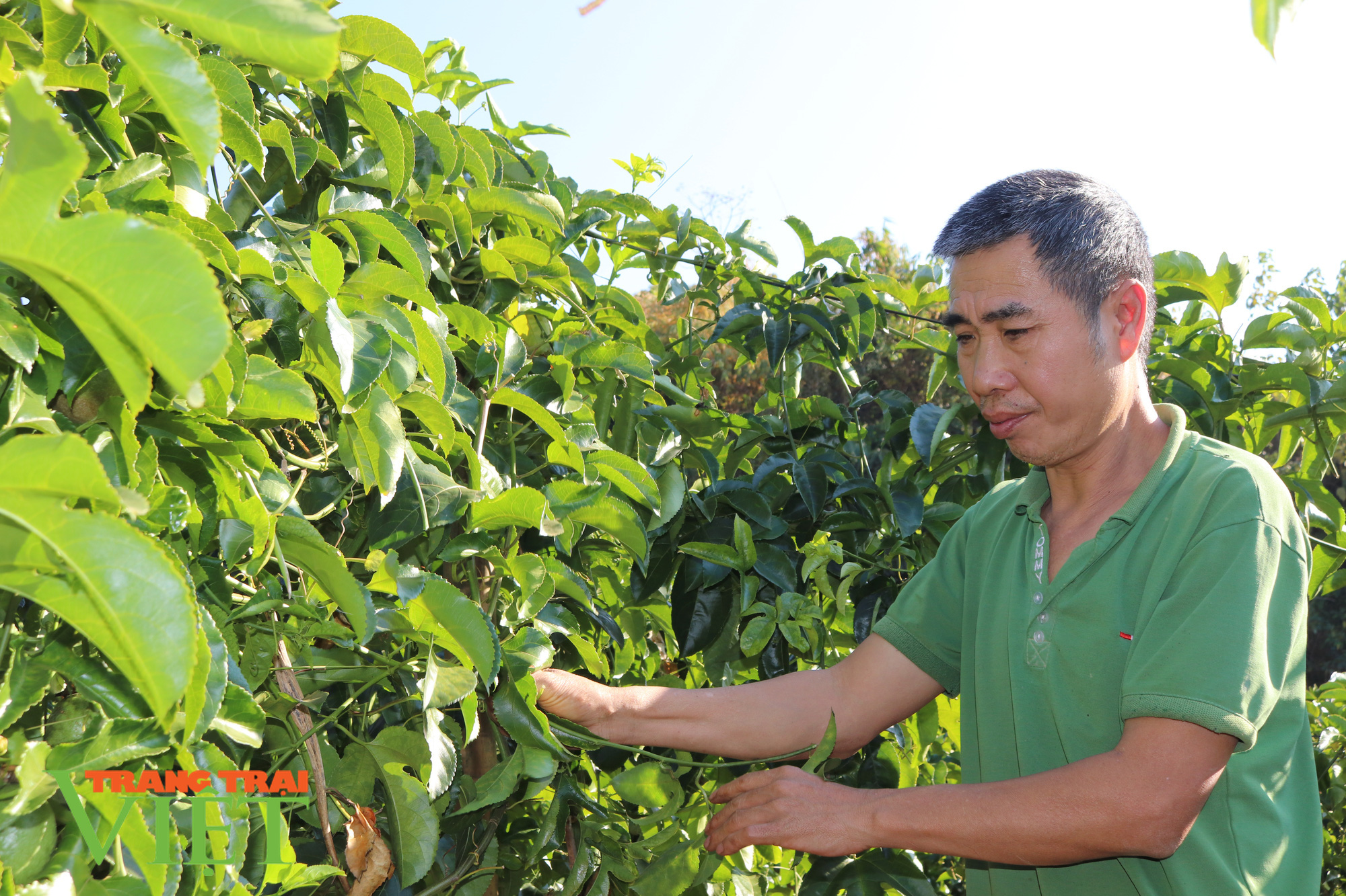 Năm mới, nói chuyện Nông thôn mới ở Thuận Châu - Ảnh 2. Năm mới, nói chuyện Nông thôn mới ở Thuận Châu - Ảnh 2.