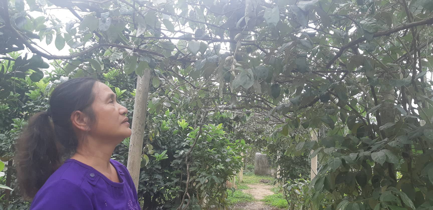 Chữa bệnh cho lợn bằng thảo dược, cả năm chẳng lo dịch - Ảnh 1. Chữa bệnh cho lợn bằng thảo dược, cả năm chẳng lo dịch - Ảnh 1.