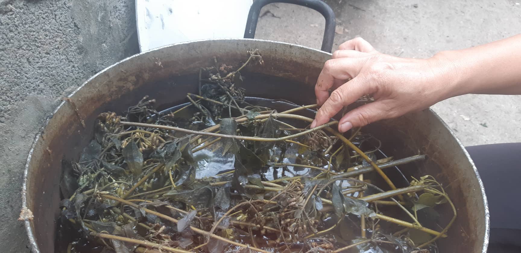 Chữa bệnh cho lợn bằng thảo dược, cả năm chẳng lo dịch - Ảnh 2. Chữa bệnh cho lợn bằng thảo dược, cả năm chẳng lo dịch - Ảnh 2.