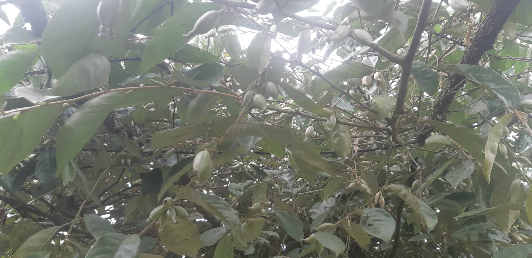 Chữa bệnh cho lợn bằng thảo dược, cả năm chẳng lo dịch - Ảnh 5. Chữa bệnh cho lợn bằng thảo dược, cả năm chẳng lo dịch - Ảnh 5.
