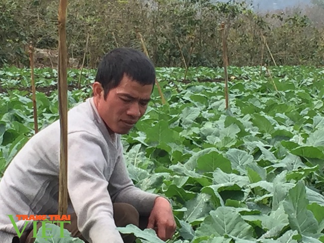 Nông dân giỏi Sơn La- làm giàu nhờ trồng rau sạch  - Ảnh 1.