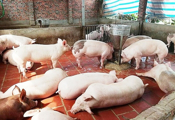 Giá heo hơi hôm nay 24/2: Ổn định sau đà giảm - Ảnh 1. Giá heo hơi hôm nay 24/2: Ổn định sau đà giảm - Ảnh 1.