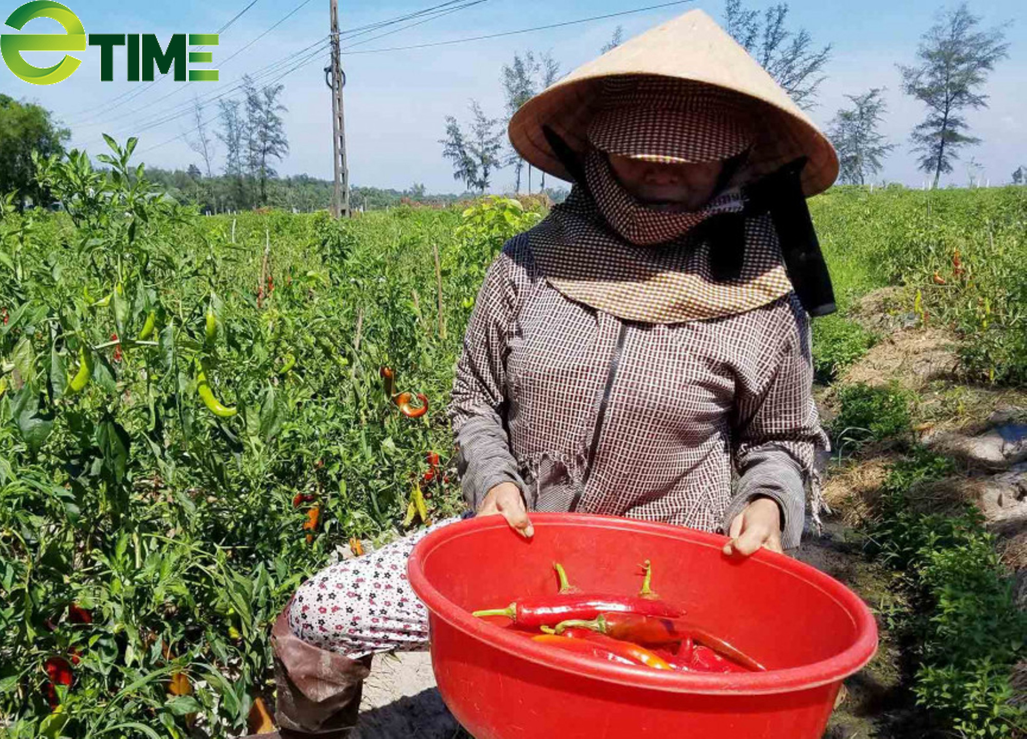 Mùa ớt cay - Ảnh 3. Mùa ớt cay - Ảnh 3.