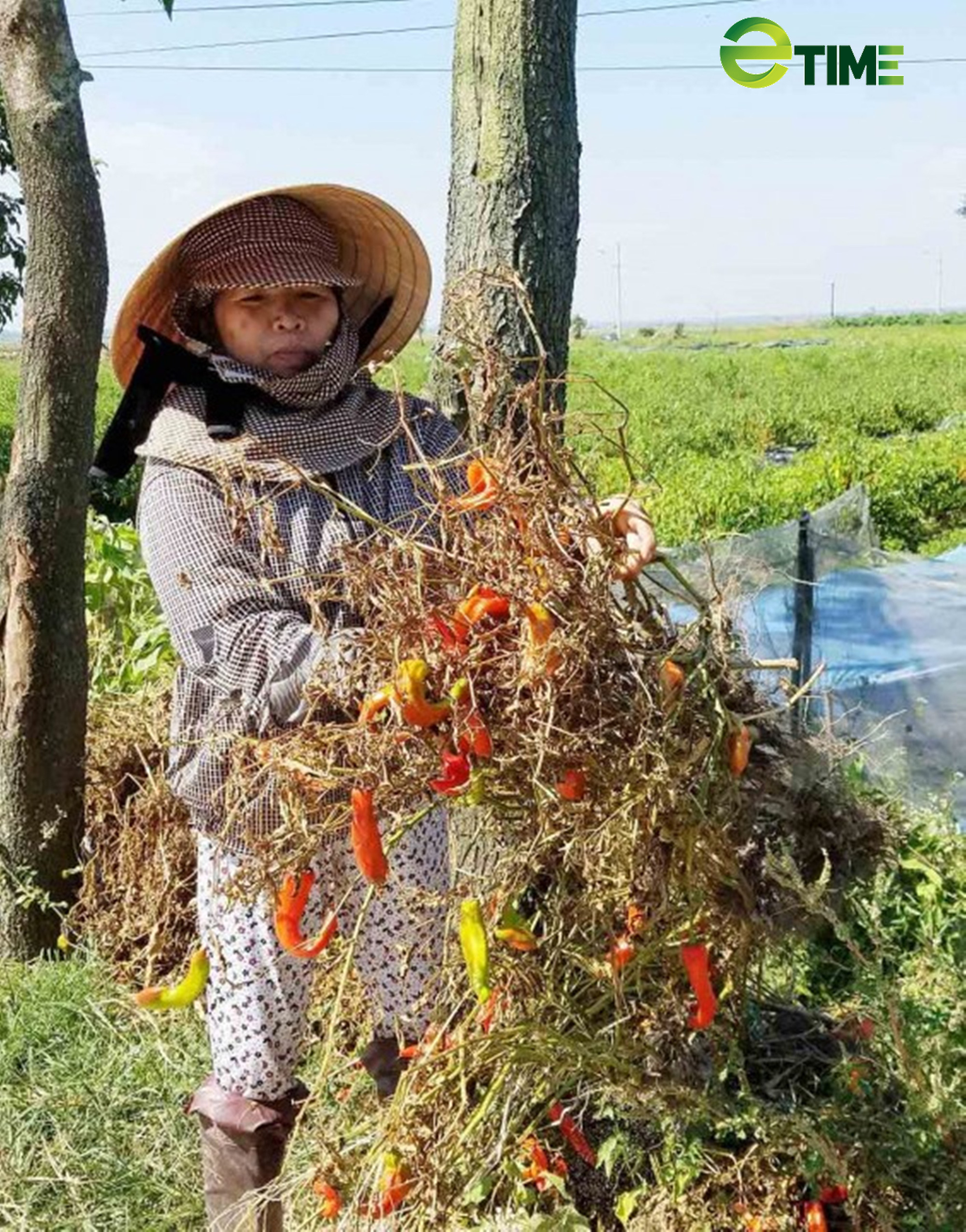 Mùa ớt cay - Ảnh 4. Mùa ớt cay - Ảnh 4.