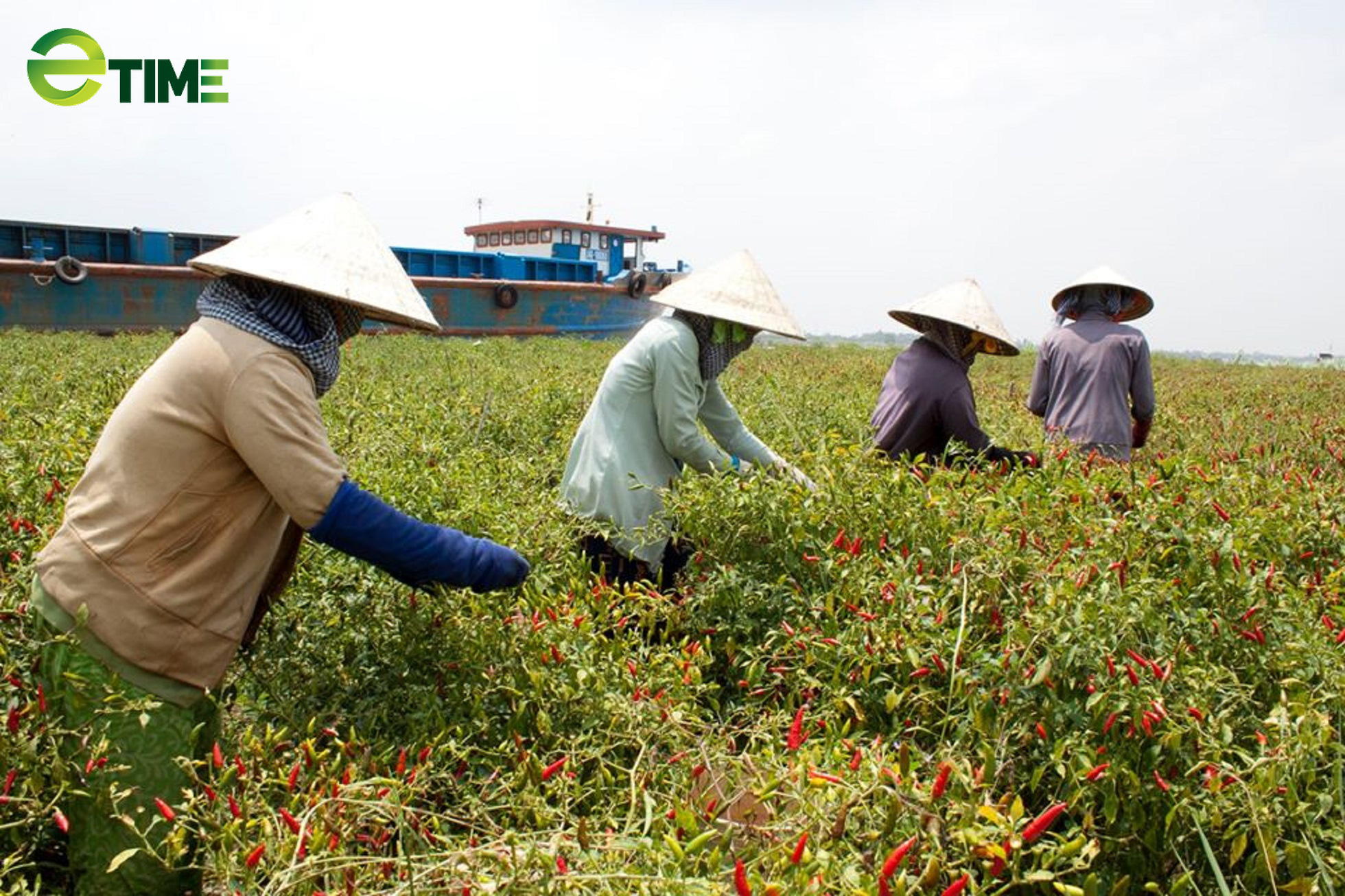 Mùa ớt cay - Ảnh 1. Mùa ớt cay - Ảnh 1.