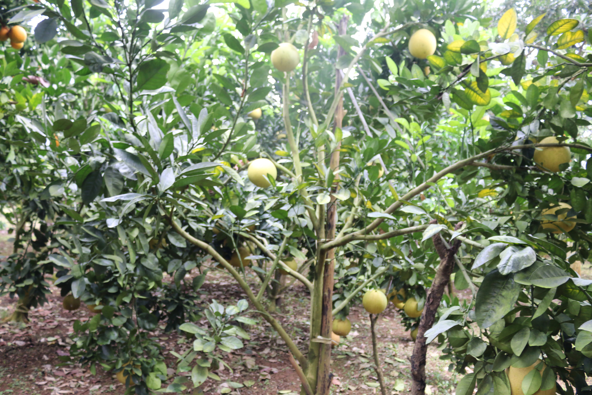 Hội Nông dân Quỳnh Nhai phát triển các mô hình kinh tế hiệu quả - Ảnh 3. Hội Nông dân Quỳnh Nhai phát triển các mô hình kinh tế hiệu quả - Ảnh 3.