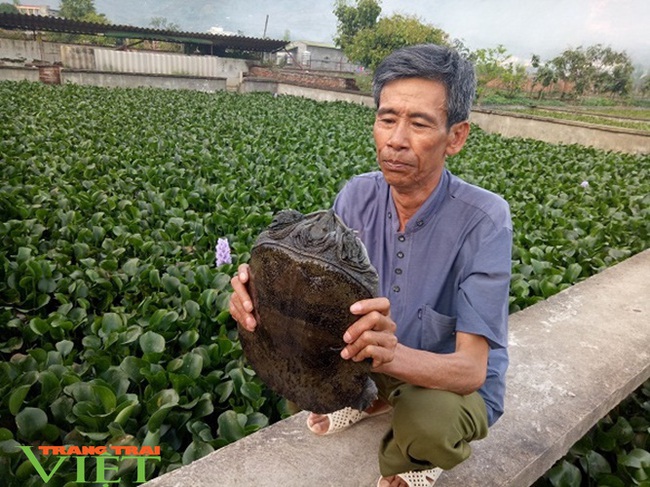 Những triệu phú nuôi “thủy quái” bên dòng sông Mã - Ảnh 4.