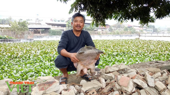 Những triệu phú nuôi “thủy quái” bên dòng sông Mã - Ảnh 1.