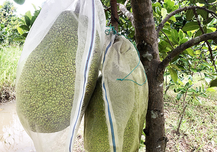 Nông dân "khóc dở" vì mít Thái thu hoạch nhưng không ai mua - Ảnh 1. Nông dân "khóc dở" vì mít Thái thu hoạch nhưng không ai mua - Ảnh 1.