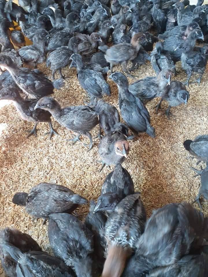 Đệ nhất gà xương đen đất Tây Bắc - Ảnh 2. Đệ nhất gà xương đen đất Tây Bắc - Ảnh 2.