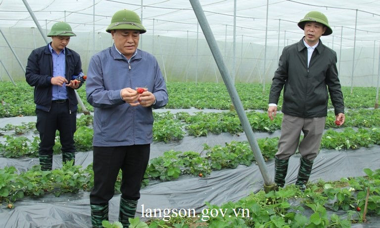 Lạng Sơn: Quan tâm đầu tư phát triển các mô hình HTX nông nghiệp, chăn nuôi - Ảnh 2. Lạng Sơn: Quan tâm đầu tư phát triển các mô hình HTX nông nghiệp, chăn nuôi - Ảnh 2.