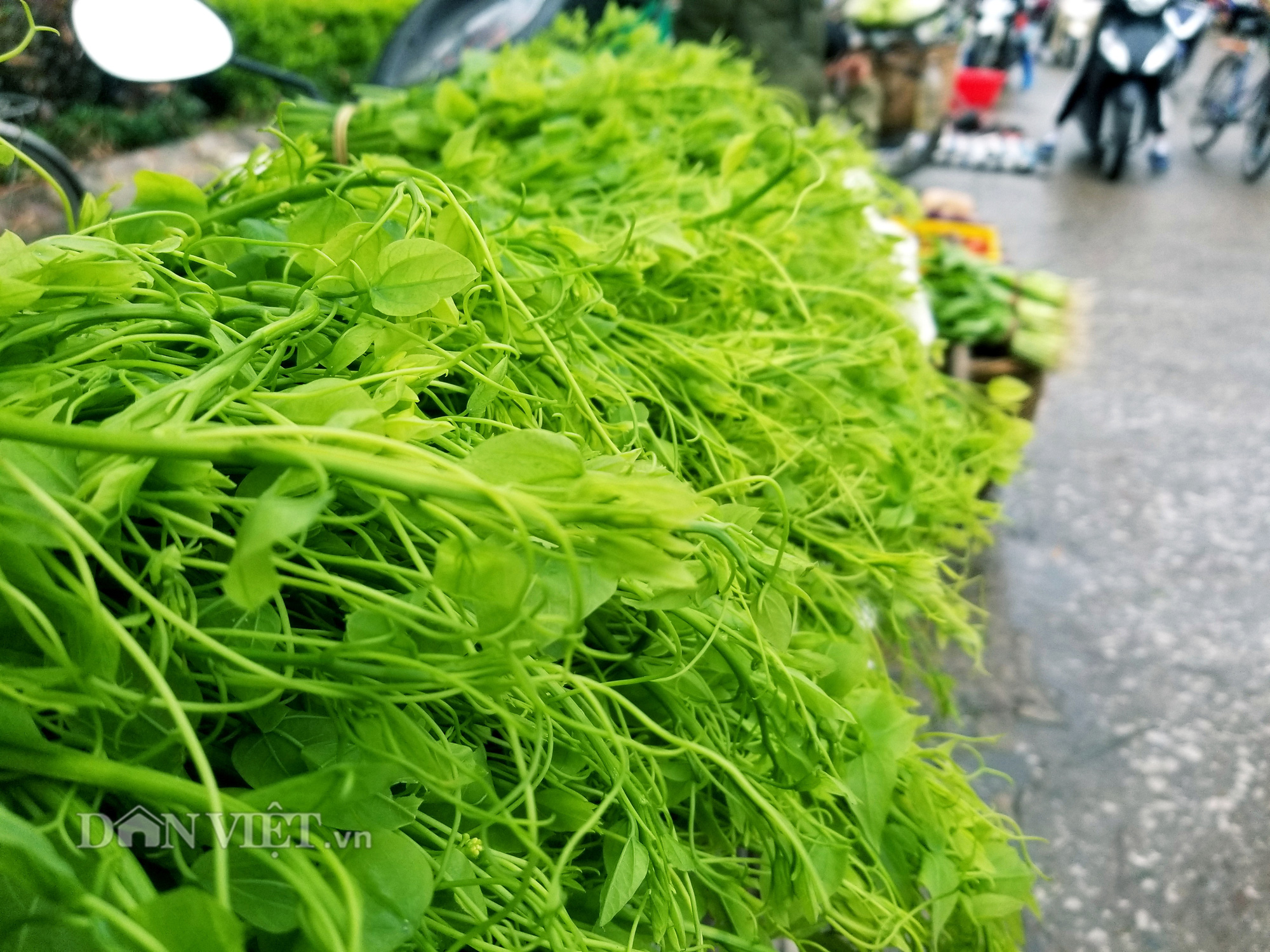 Thứ rau nghe tên đã thấy ngại nhưng dân tình vẫn lùng mua để thưởng thức - Ảnh 1. Thứ rau nghe tên đã thấy ngại nhưng dân tình vẫn lùng mua để thưởng thức - Ảnh 1.
