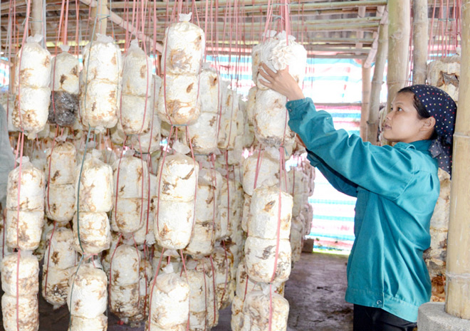 Chuối Tuyên Quang chậm đường xuất khẩu - Ảnh 1. Chuối Tuyên Quang chậm đường xuất khẩu - Ảnh 1.