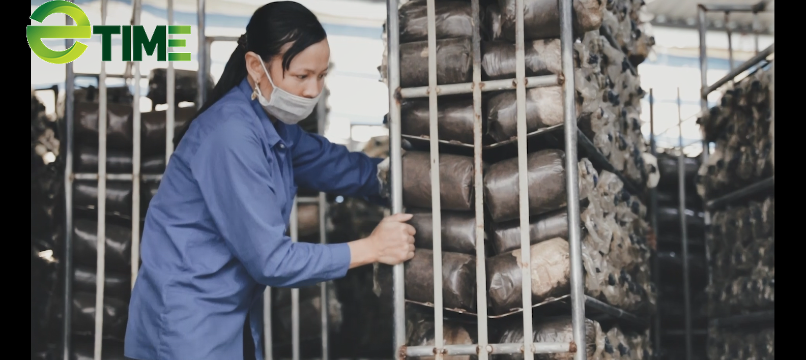 Tiền tiêu rủng rỉnh nhờ bỏ phố về quê trồng nấm sạch - Ảnh 4. Tiền tiêu rủng rỉnh nhờ bỏ phố về quê trồng nấm sạch - Ảnh 4.