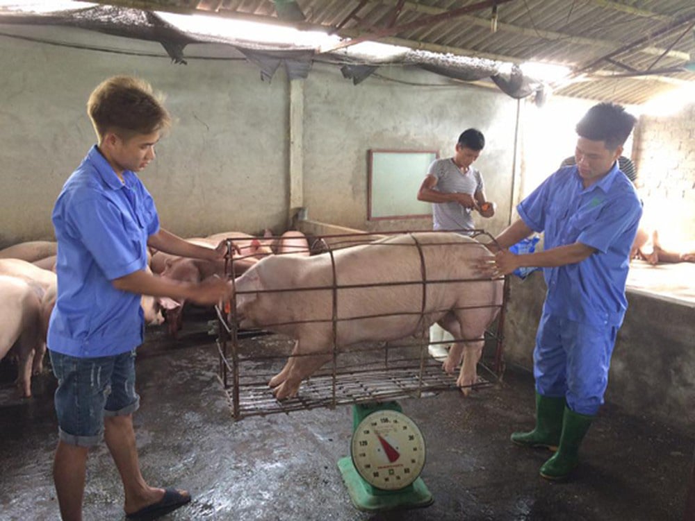 Dự kiến cận Tết 2021, người dân mới có thể mua thịt lợn 60.000/kg - Ảnh 1.